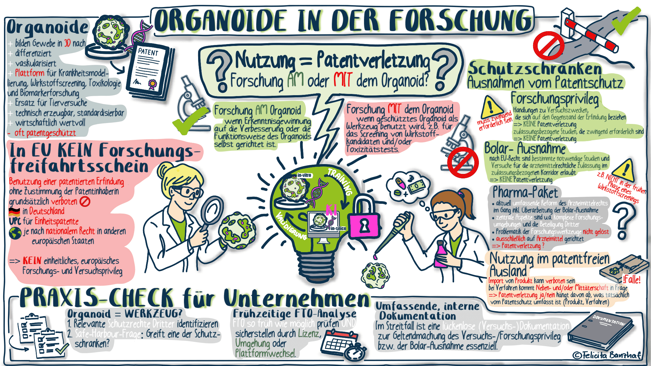 Organoide in der Forschung Visual