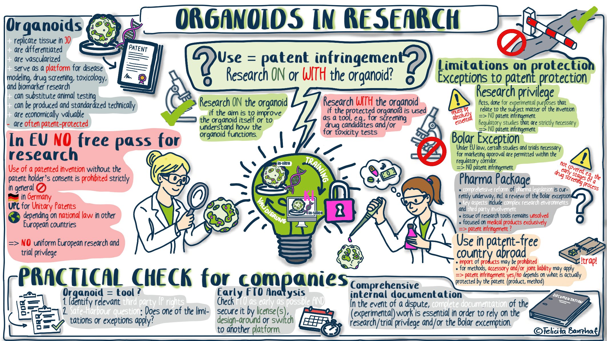 Visual Organoids in research